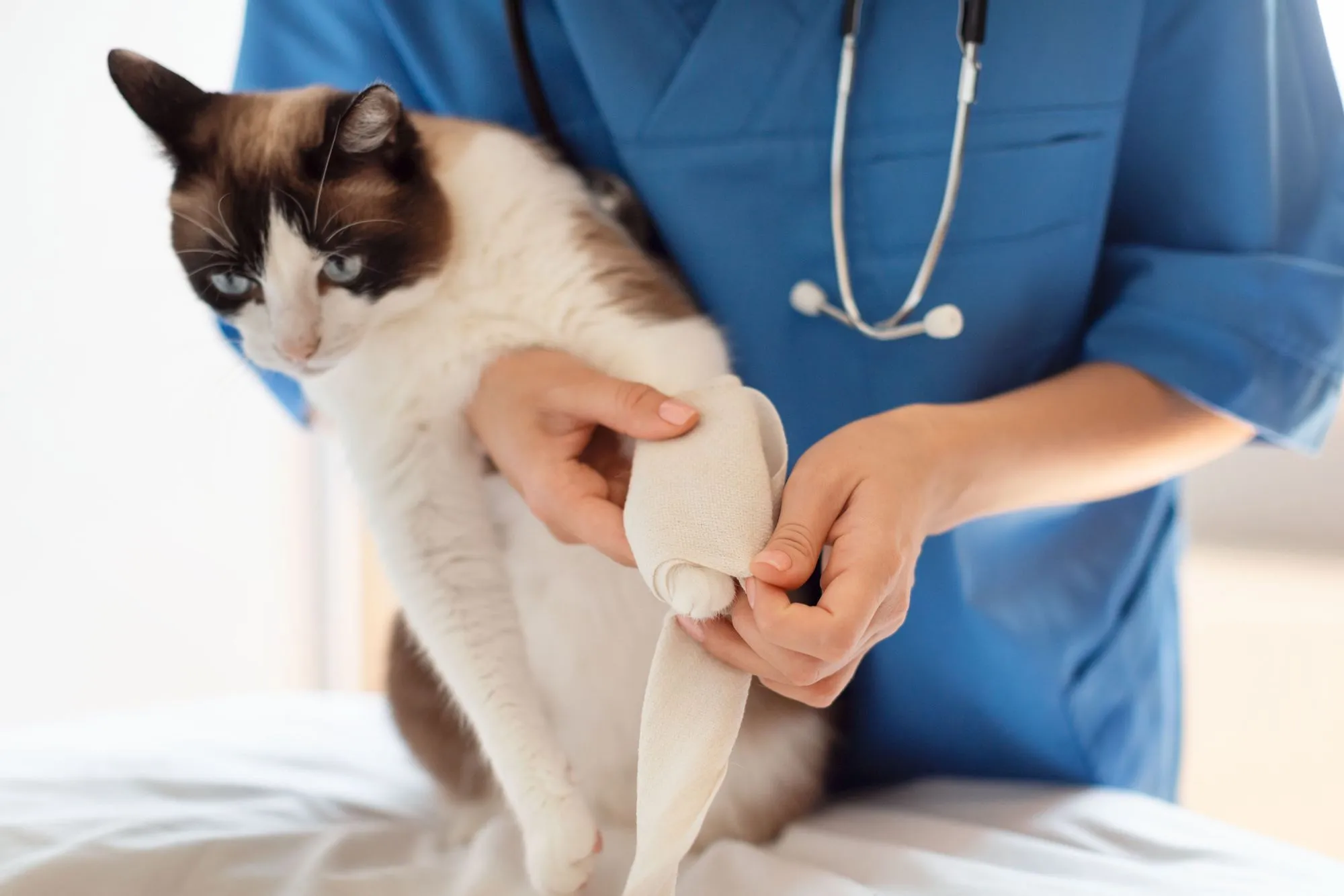 Veterinarian bandaging a cat's paw