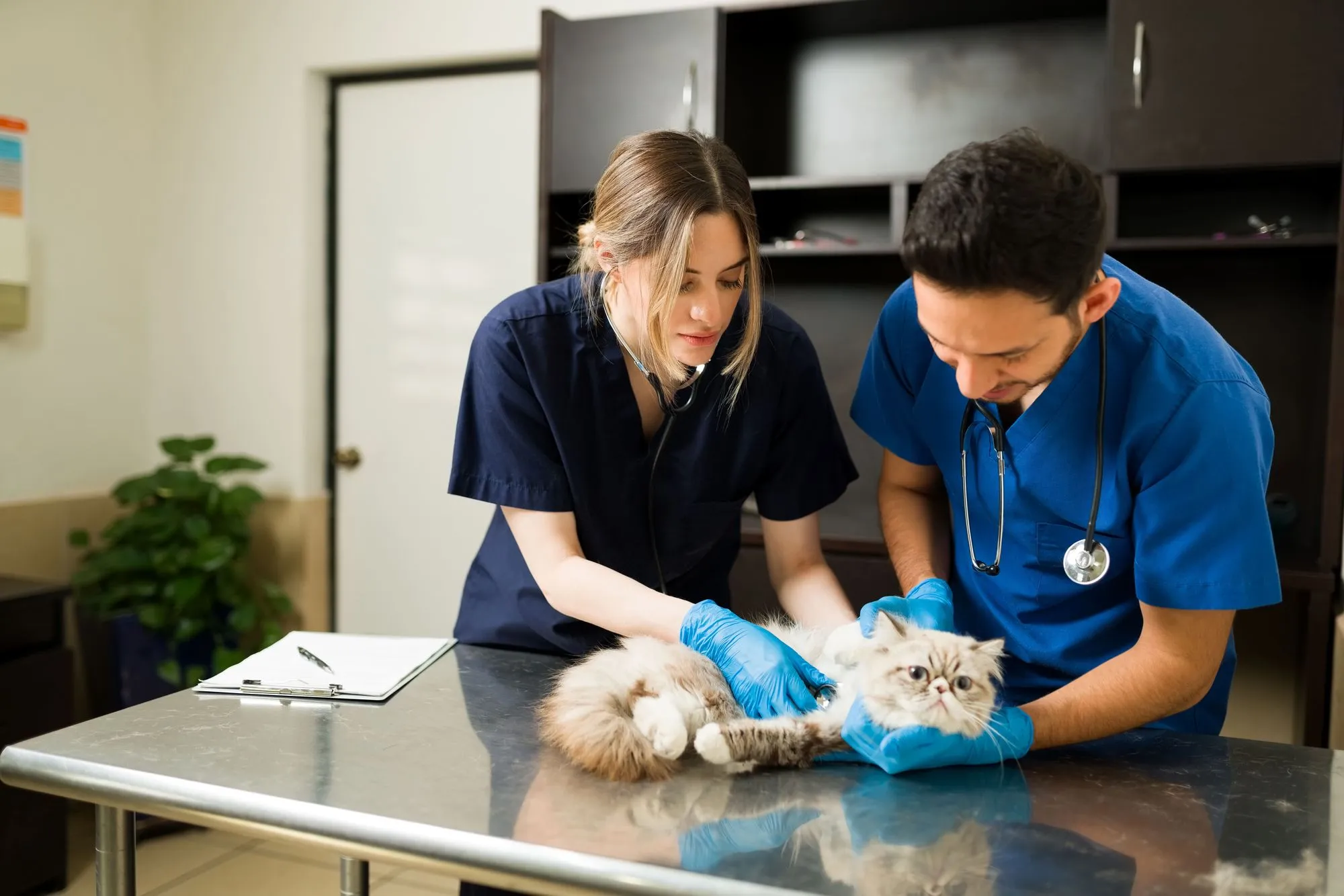 Two veterinarians examining a Persian cat