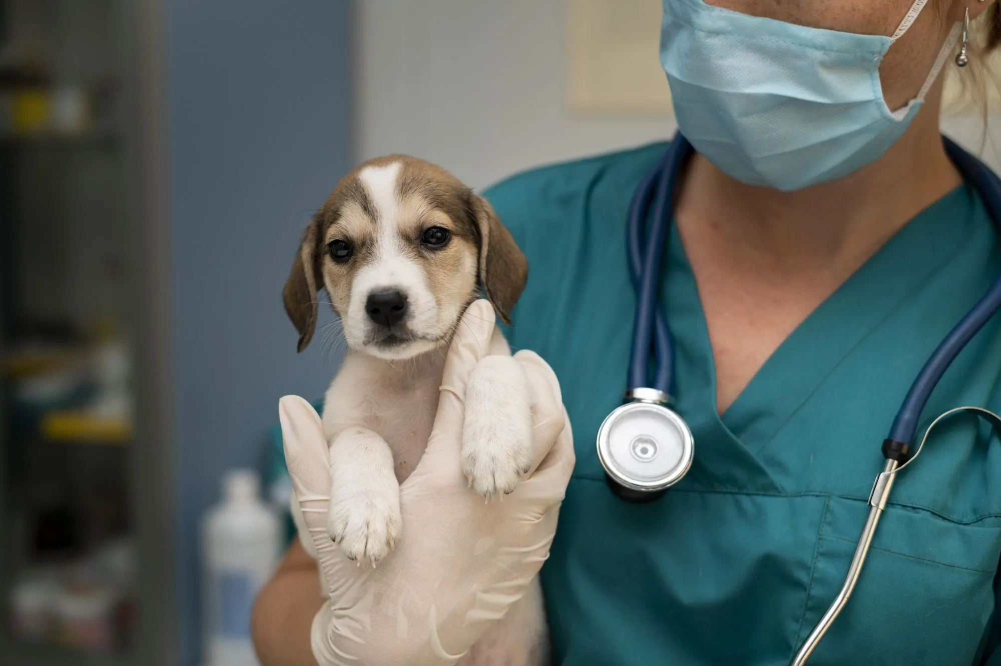 Veterinarian holding a beagle puppy