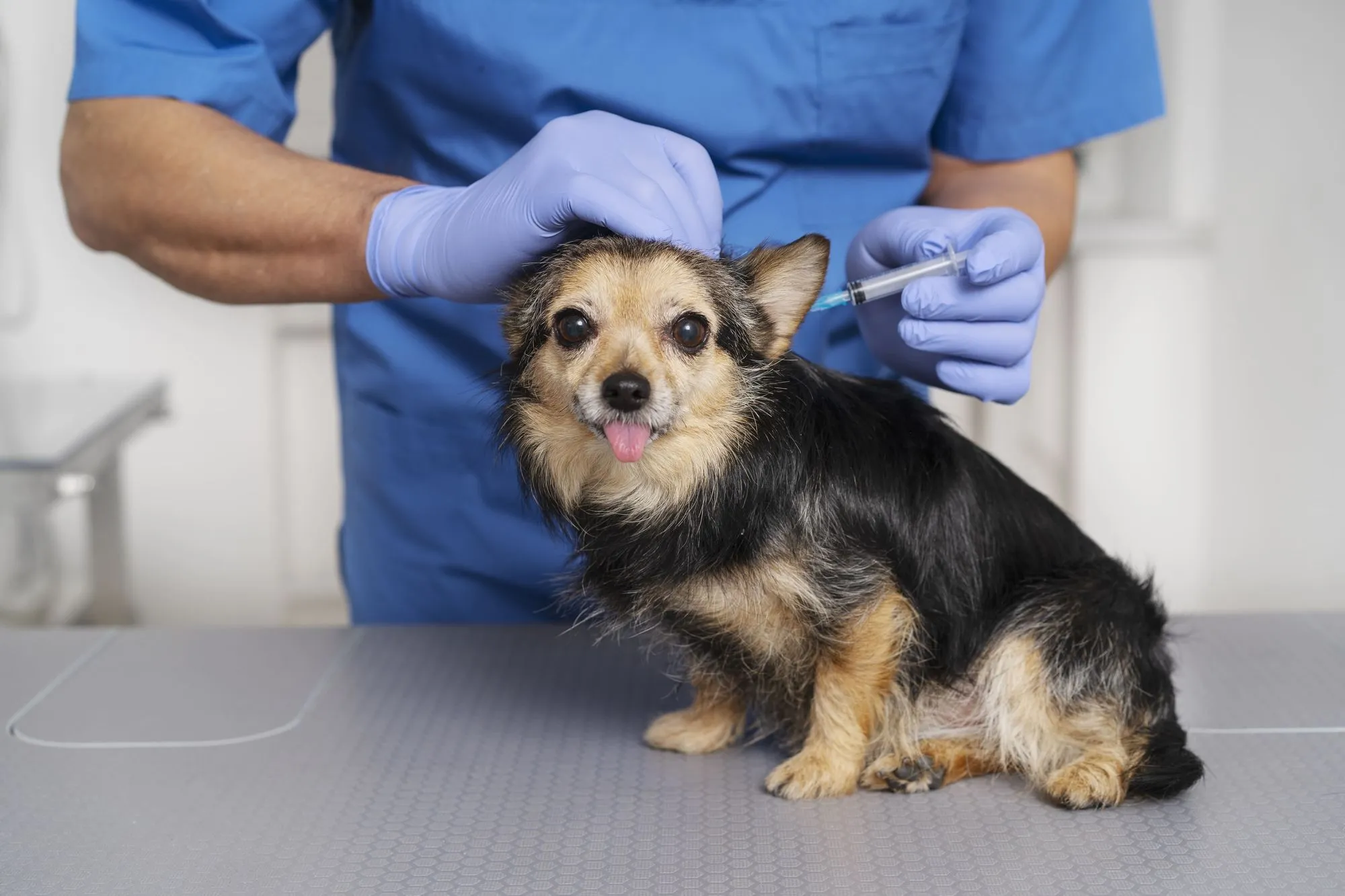 Veterinarian examining a small terrier on the exam table