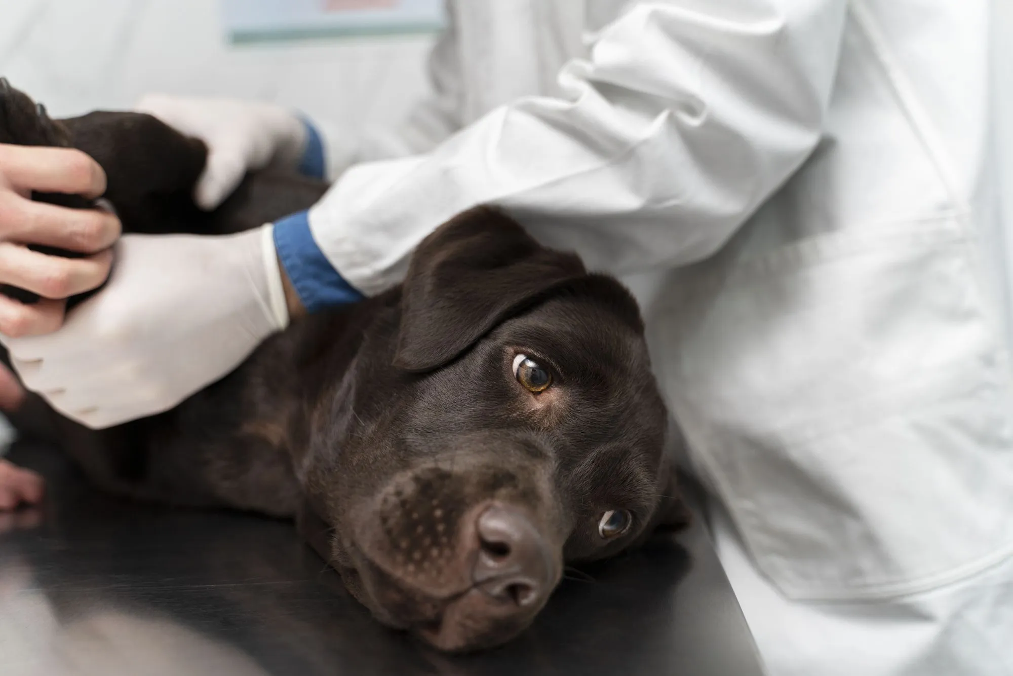 Veterinarian comforting a black dog on the exam table