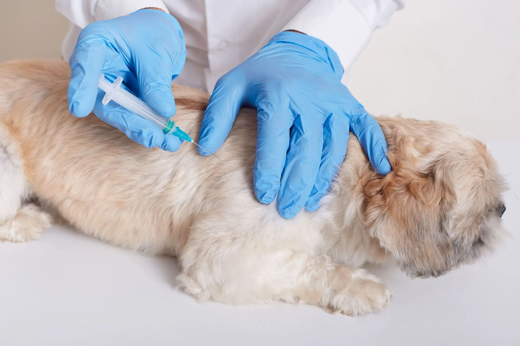 Veterinarian giving a fluffy dog a vaccine