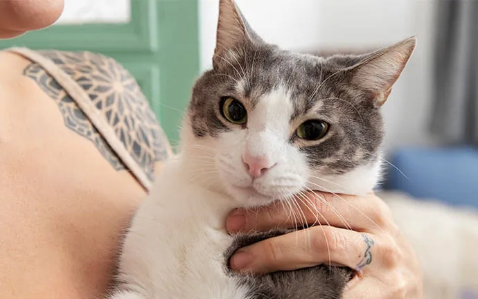 Owner holding a gray-and-white cat