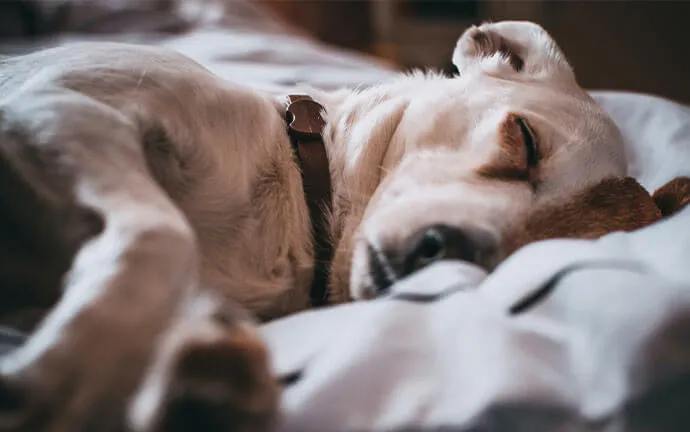 Dog sleeping under a blanket