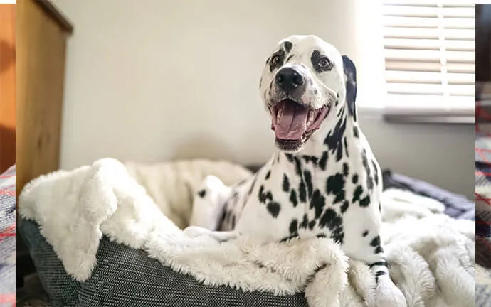 Smiling Dalmatian on a blanket in a sunny room