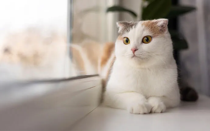 White cat sitting by a window