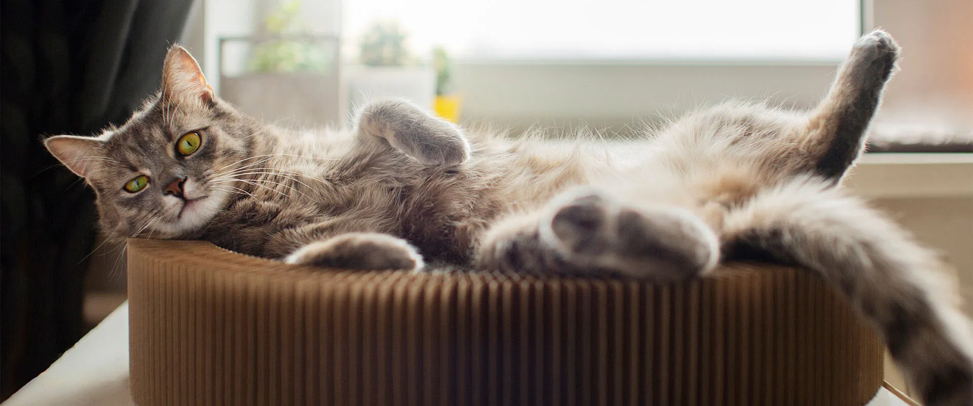 Gray tabby cat stretching in a cat bed
