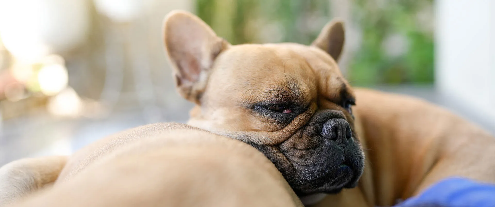 French bulldog napping