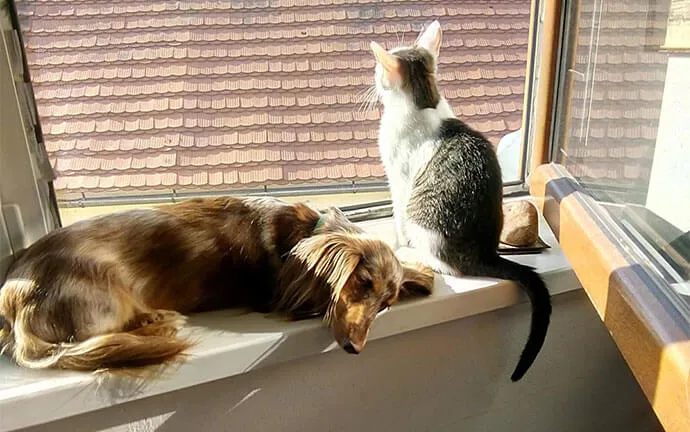 Dog and cat looking out a window together
