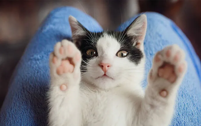 Black-and-white kitten reaching up with its paws