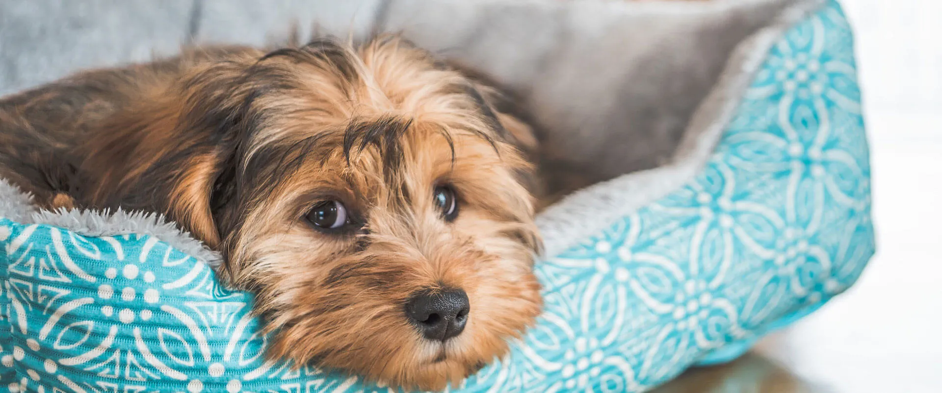 Yorkshire terrier mix resting in a dog bed