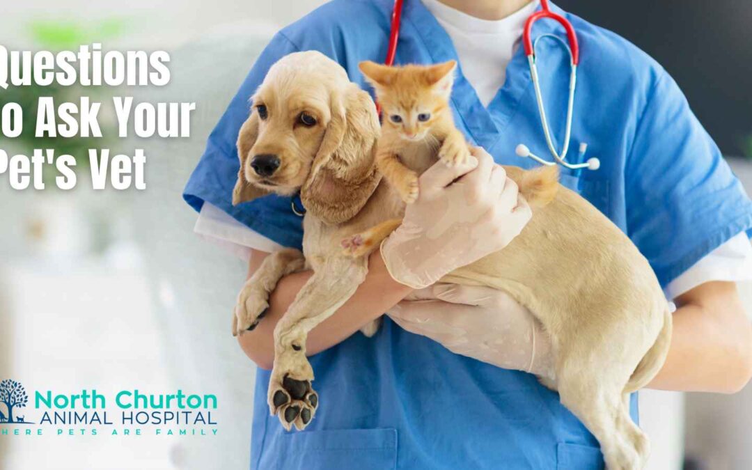 6 Important Questions to Ask Your Pet’s Vet