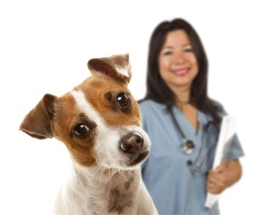 Adorable Jack Russell Terrier and Female Veterinarian Behind Isolated on a White Background.