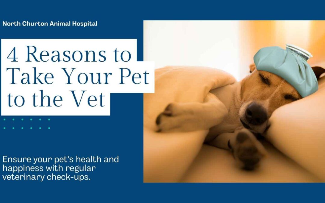 4 Reasons to Take Your Pet to the Vet