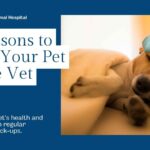 4 Reasons to Take Your Pet to the Vet