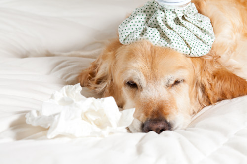 dog with heating pad on his head