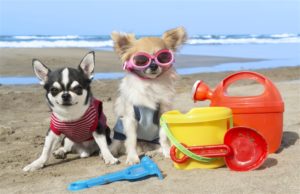 summer safety tips for pets