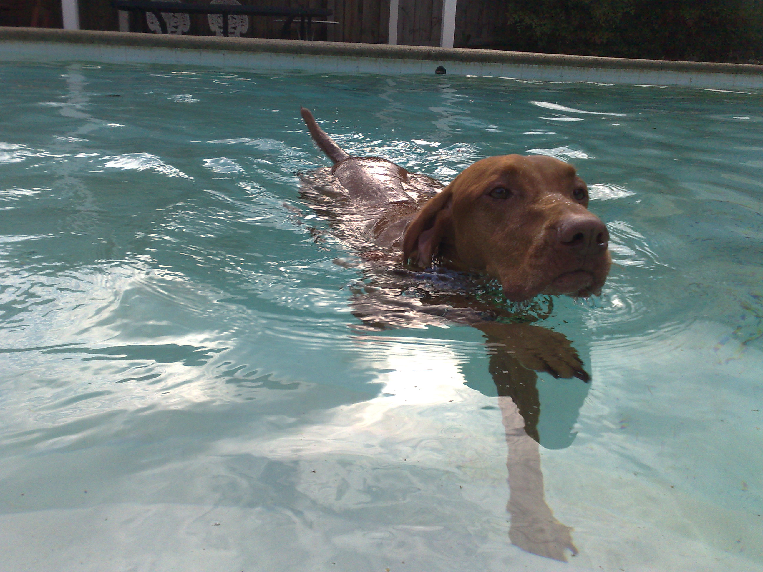 are dogs safe around pools