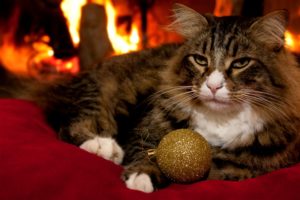 holiday pet safety