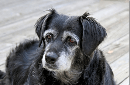 Older black dog