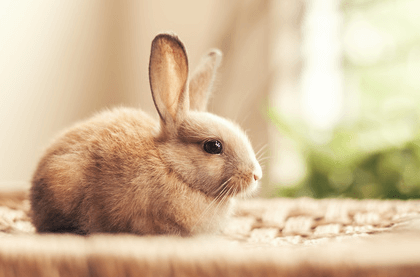 10 Need-to-Know Tips to Care for your Pet Rabbit