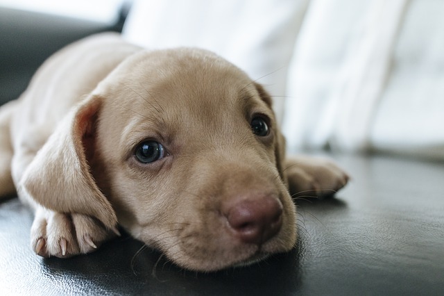 Small tan puppy