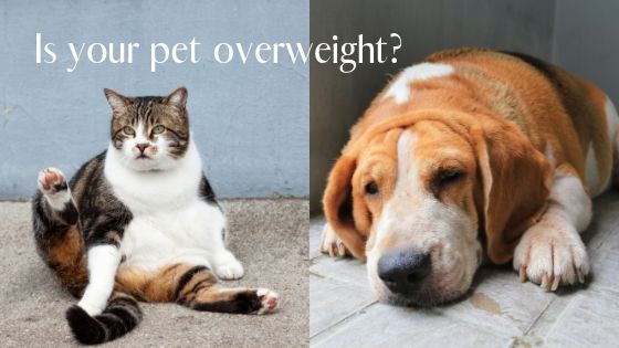 Over weight cat and dog with caption: Is your Pet Overweight?