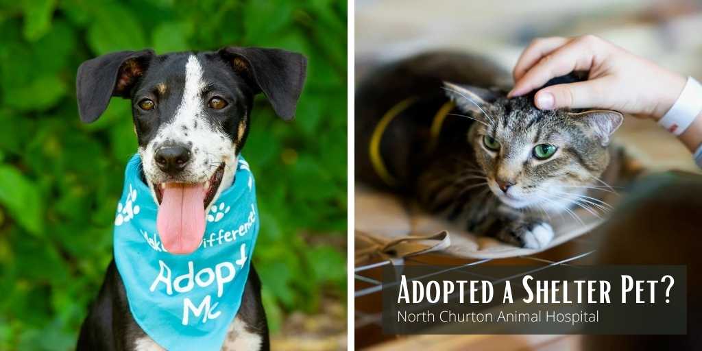 Adopted a Shelter Pet? 7 things you need to know