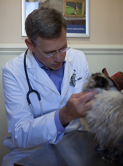 Dr. Miller providing a first visit for cat at North Churton Animal Hosptial