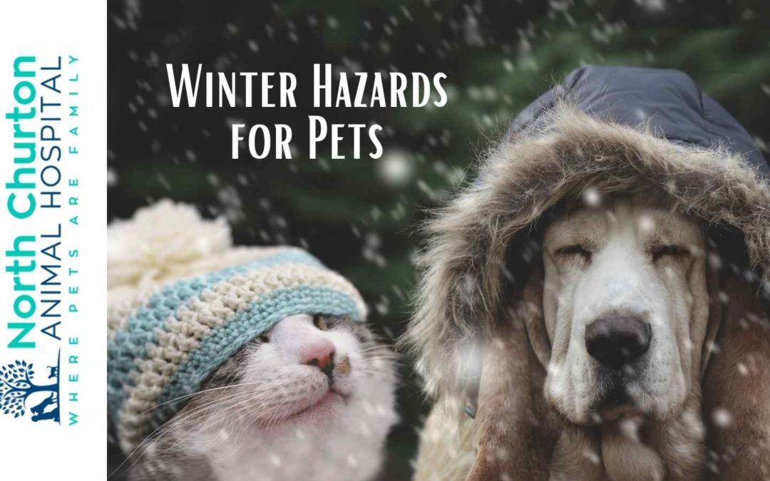 Winter Hazards for Pets