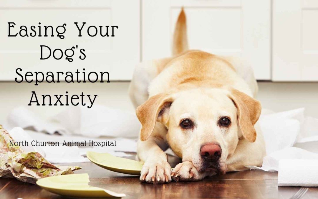 Easing Your Dog’s Separation Anxiety – 7 Tips