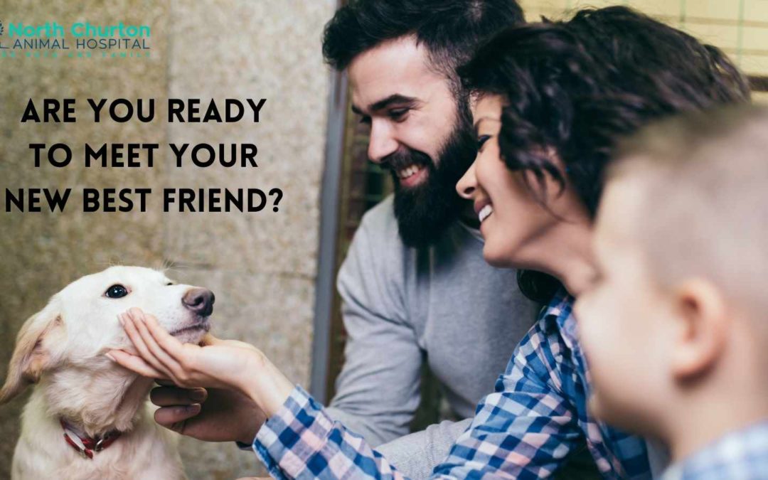 Are You Ready to Meet Your New Best Friend? North Churton Animal Hospital