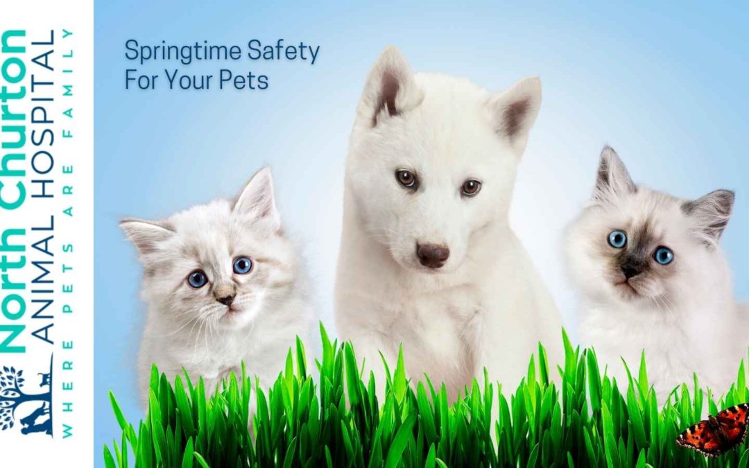 Springtime Safety For Your Pets
