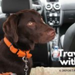Traveling with pets Dog in the car