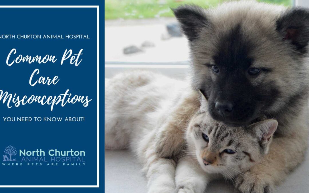 Common Pet Care Misconceptions You Need to Know About from North Churton Animal Hospital