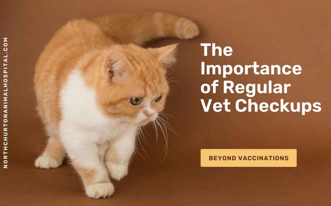 The Importance of Regular Vet Checkups: Beyond Vaccinations
