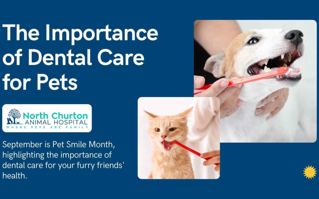 The Importance of Dental Care for Pets: September Pet Smile Month