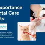 dental care for pets