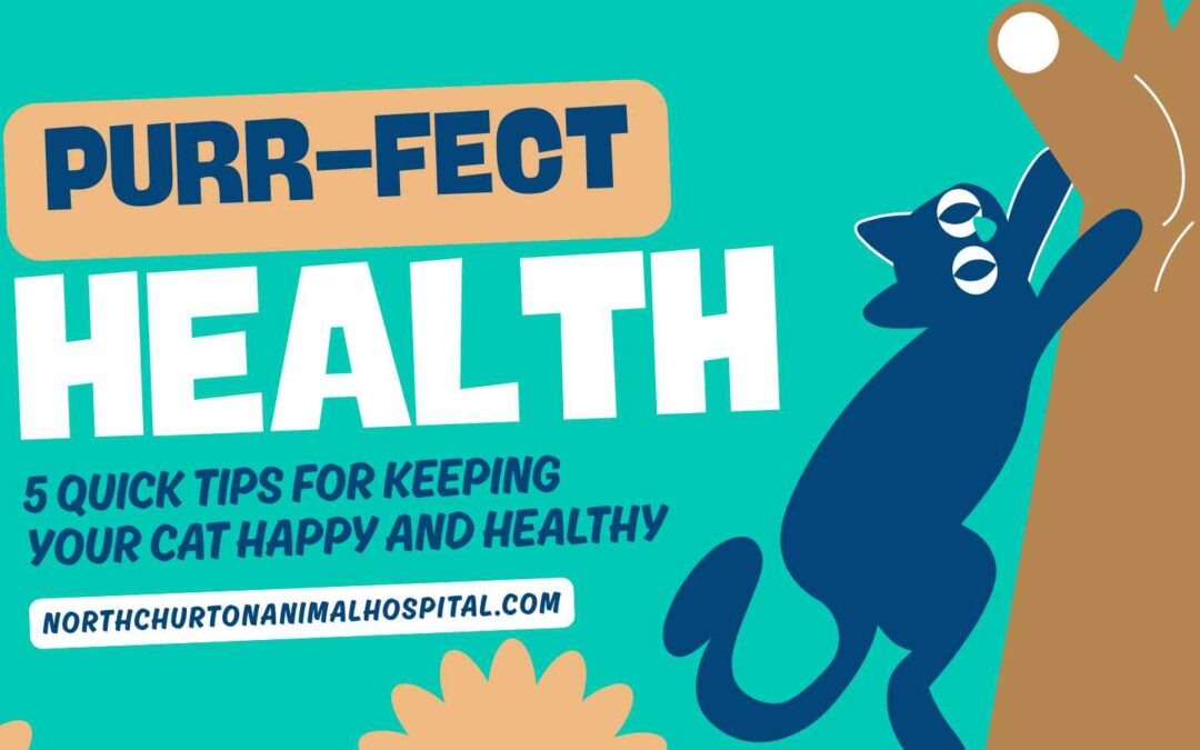 Purr-fect Health: 5 Quick Tips for Keeping Your Cat Happy and Healthy