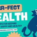 Purr-fect Health - 5 Quick Tips for Keeping Your Cat Happy and Healthy