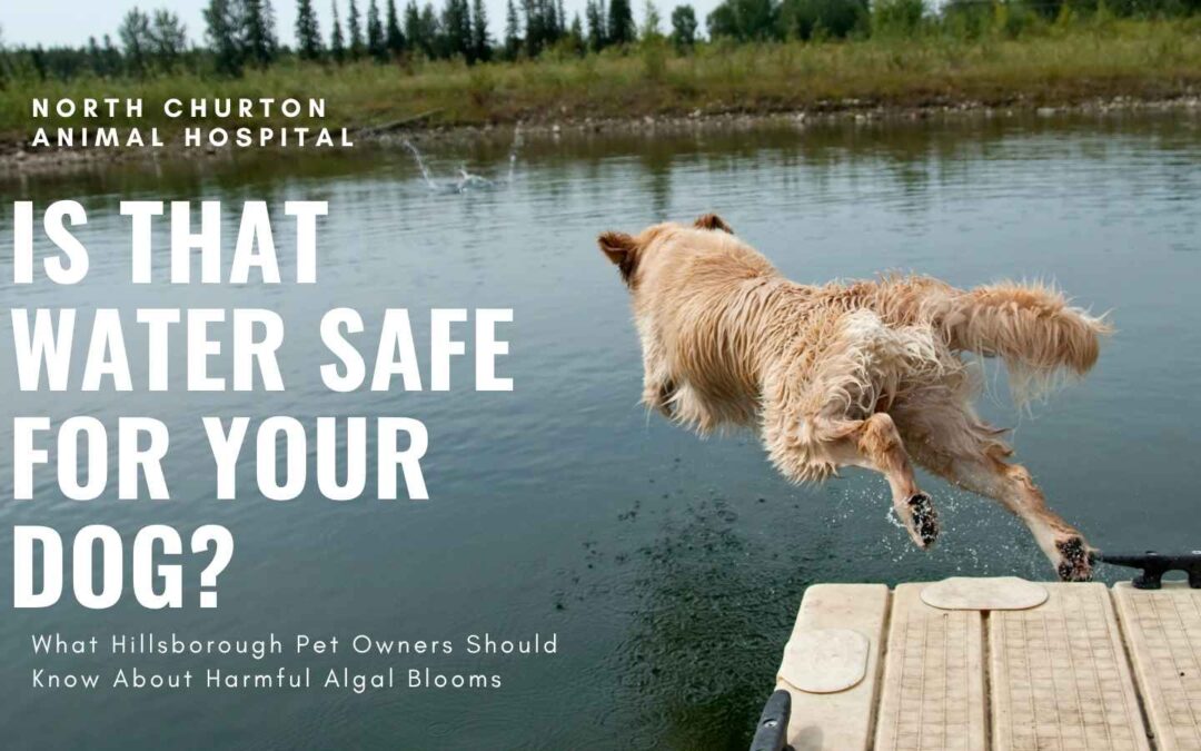 Is That Water Safe for Your Dog?